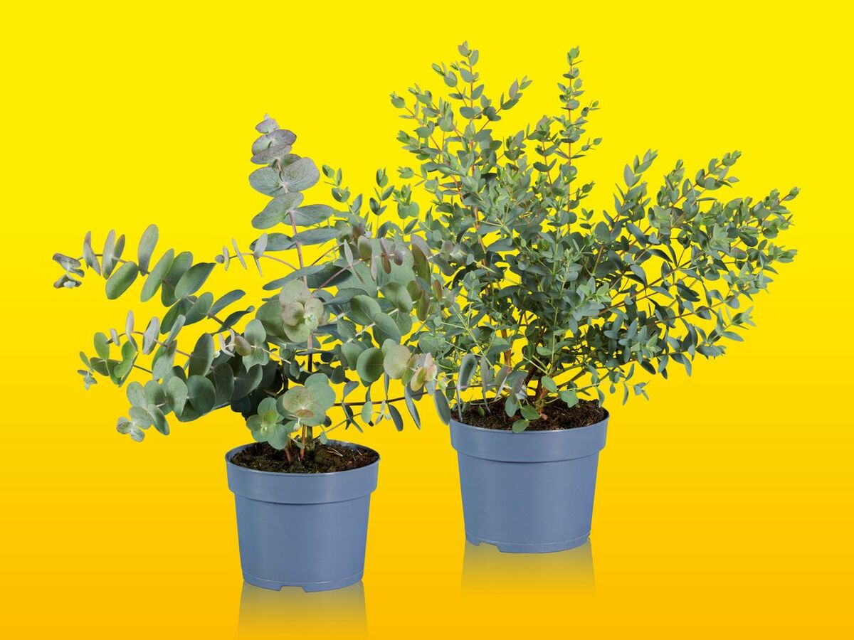 Bild 1 von Eucalyptus-Mix