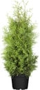 Bild 1 von Lebensbaum Thuja occ. Brabant H 140-160 cm 12 Liter Container