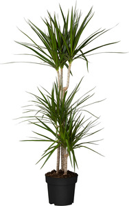 Drachenbaum Dracaena Marginata H ca 120 cm 21 cm Topf