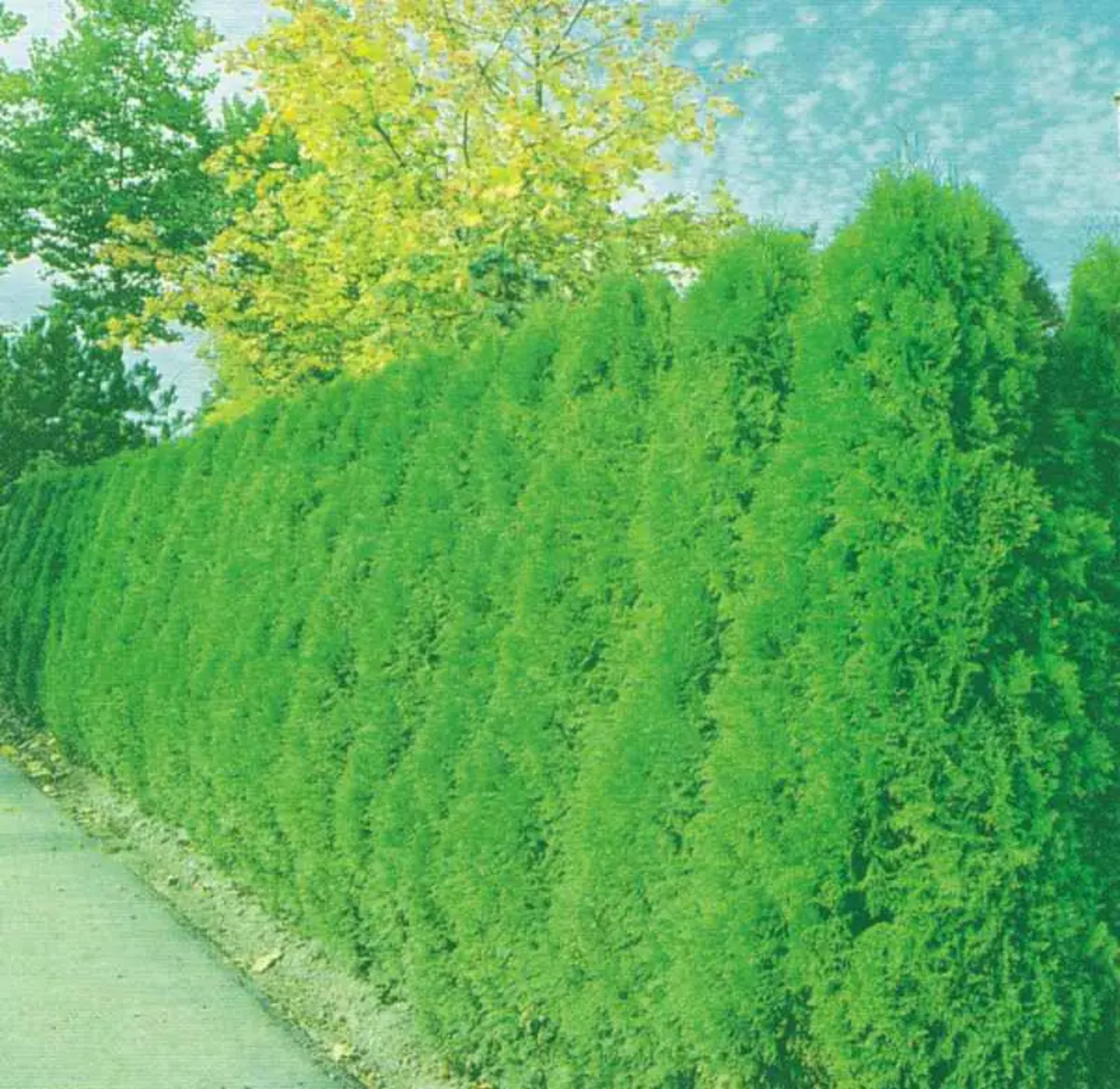 Bild 1 von Lebensbaum Thuja occ. Smaragd 120-140 cm 9,5 Liter Container