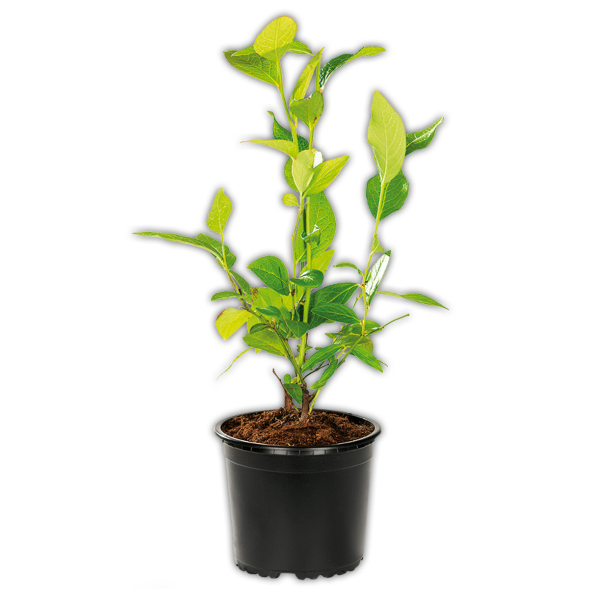 Bild 2 von Finest Garden Blaubeere