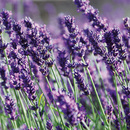 Bild 2 von Lavendel