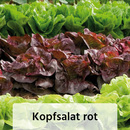 Bild 4 von Herbsternte Salatpflanzen