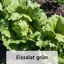 Bild 3 von Herbsternte Salatpflanzen