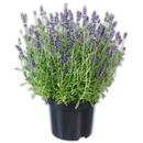 Bild 1 von Lavendel