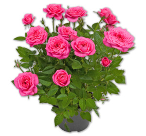 Topfrose*