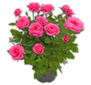 Bild 1 von Topfrose*
