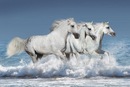 Bild 1 von Papermoon Fototapete Pferde, Vliestapete, hochwertiger Digitaldruck, inklusive Kleister