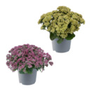 Bild 1 von GARDENLINE Große Fetthenne (Sedum telephium)