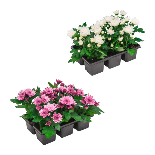 GARDENLINE Chrysanthemen von ALDI Nord ansehen! GARDENLINE Chrysanthemen von ALDI Nord ansehen!