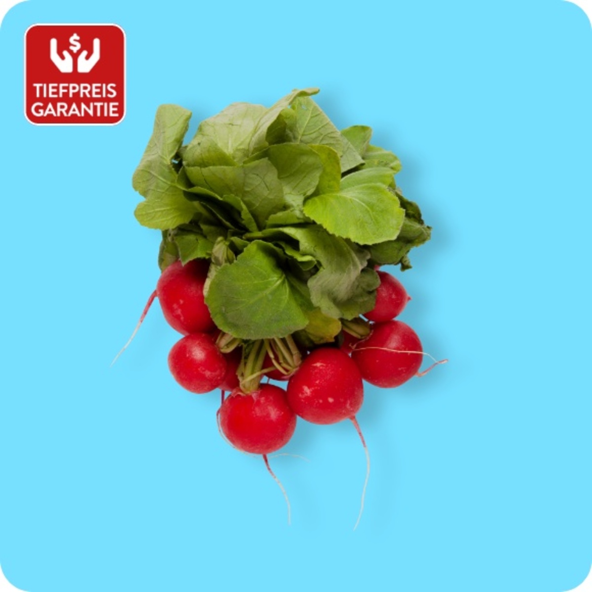 Bild 1 von Radieschen