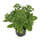 Bild 3 von GARDENLINE Große Fetthenne (Sedum telephium)