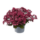Bild 2 von GARDENLINE Große Fetthenne (Sedum telephium)
