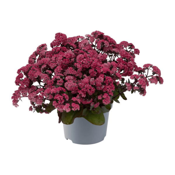 Bild 2 von GARDENLINE Große Fetthenne (Sedum telephium)