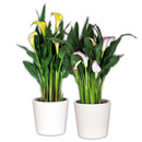 Bild 1 von Calla