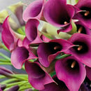 Bild 2 von Calla