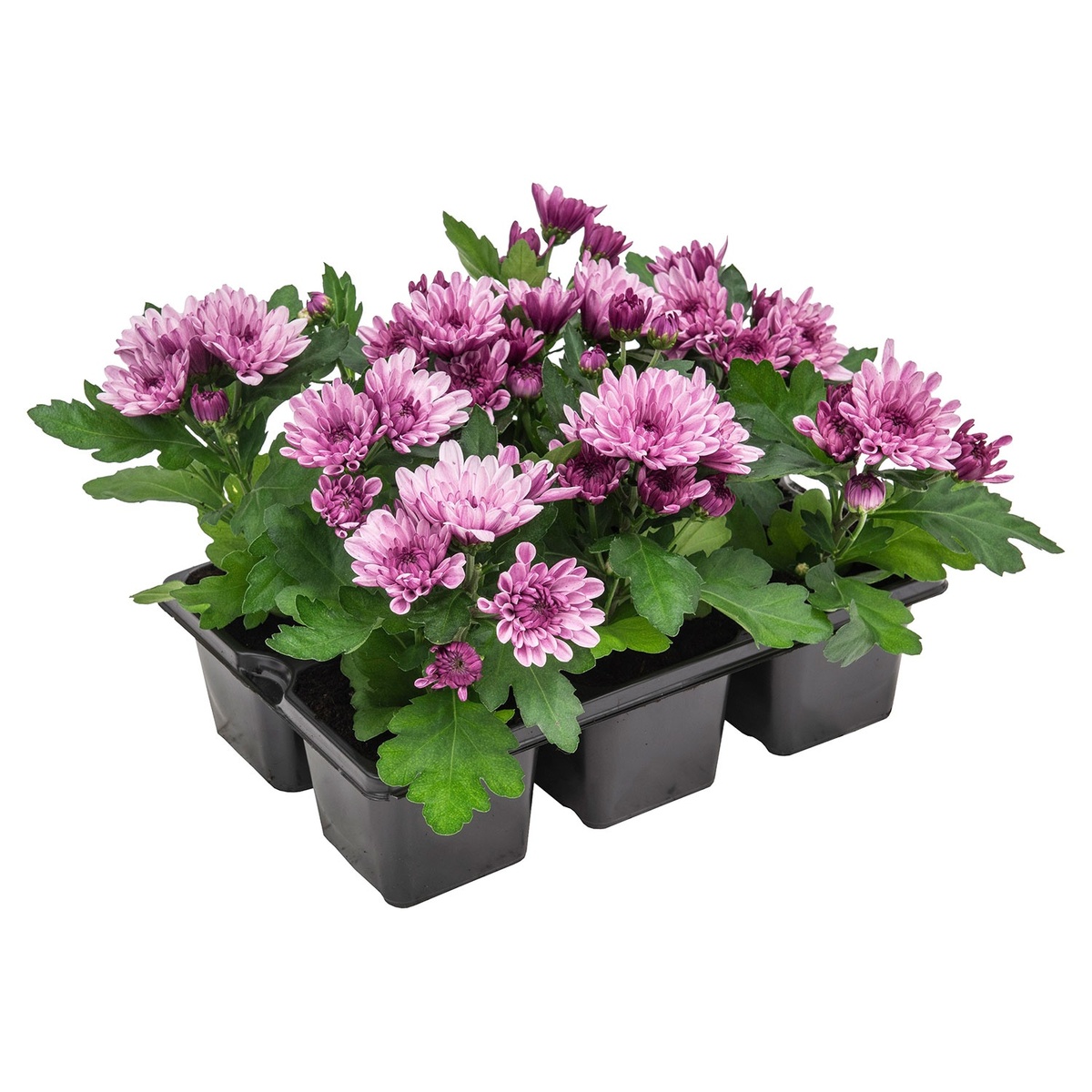 GARDENLINE Blühpflanzen, 6erTray von ALDI SÜD ansehen!