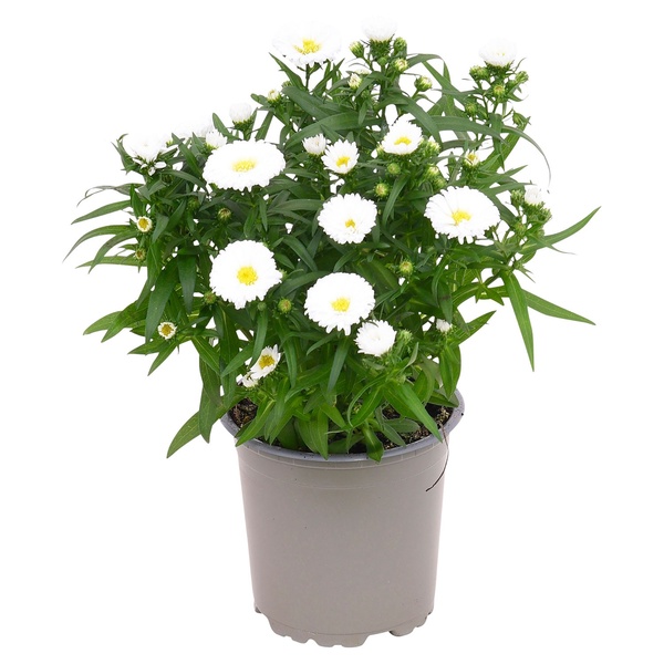 GARDENLINE Blühpflanzen von ALDI SÜD ansehen!