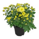 Bild 4 von GARDENLINE Chrysanthemen