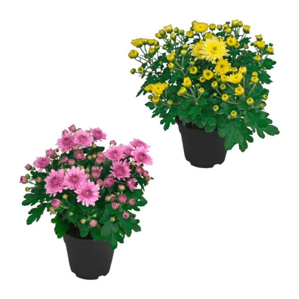 Bild 1 von GARDENLINE Chrysanthemen