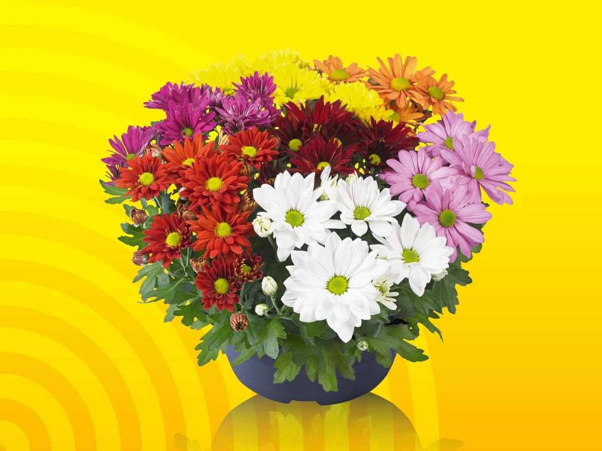 Bild 1 von Chrysanthemenschale Karneval