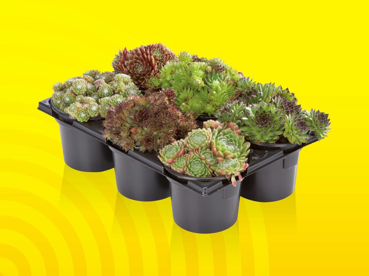 Bild 1 von Sempervivum