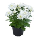 Bild 3 von GARDENLINE Chrysanthemen