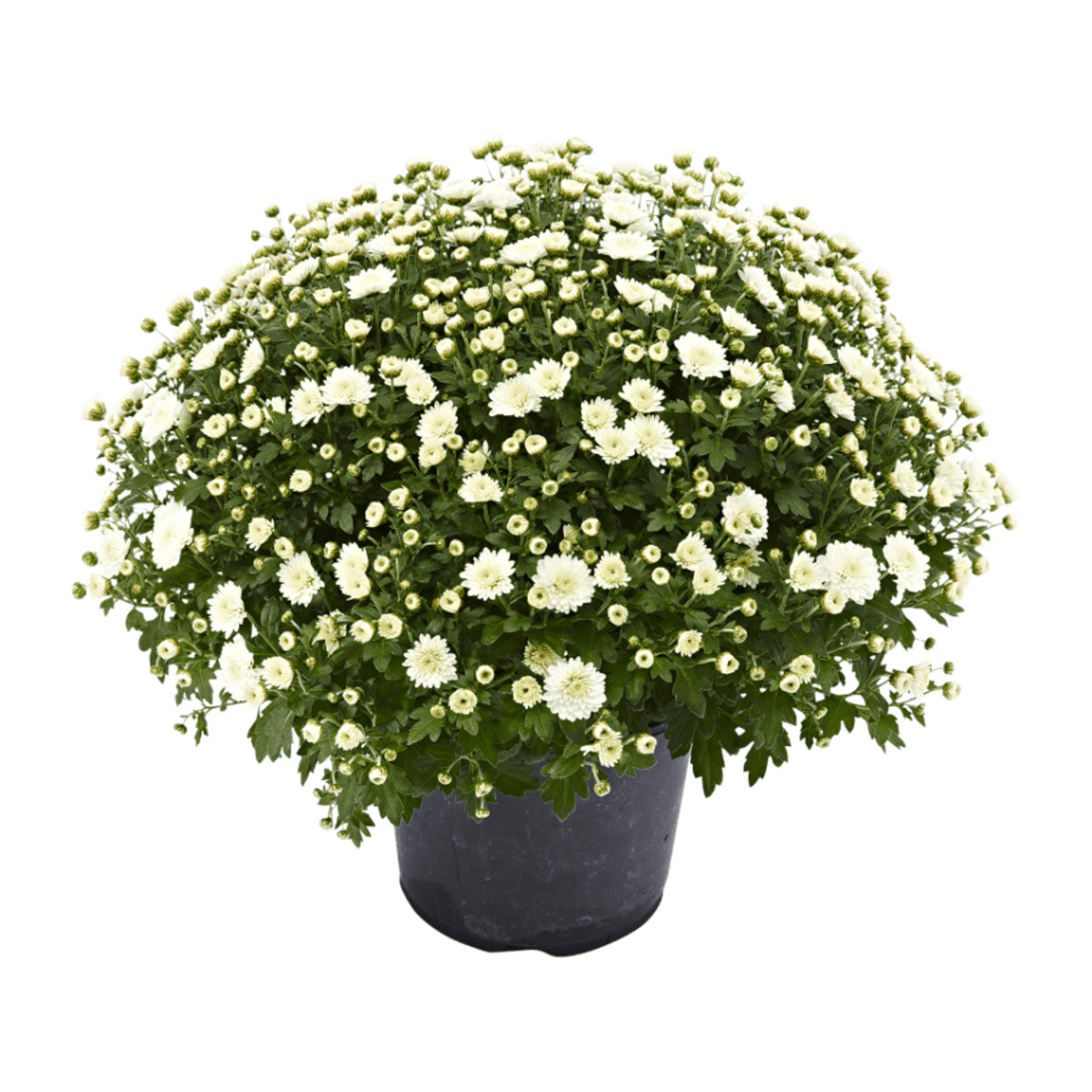 GARDENLINE ChrysanthemenBusch von ALDI Nord ansehen!