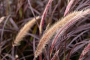 Bild 1 von Sommergras Pennisetum setaceaum Rubrum 5 L Container