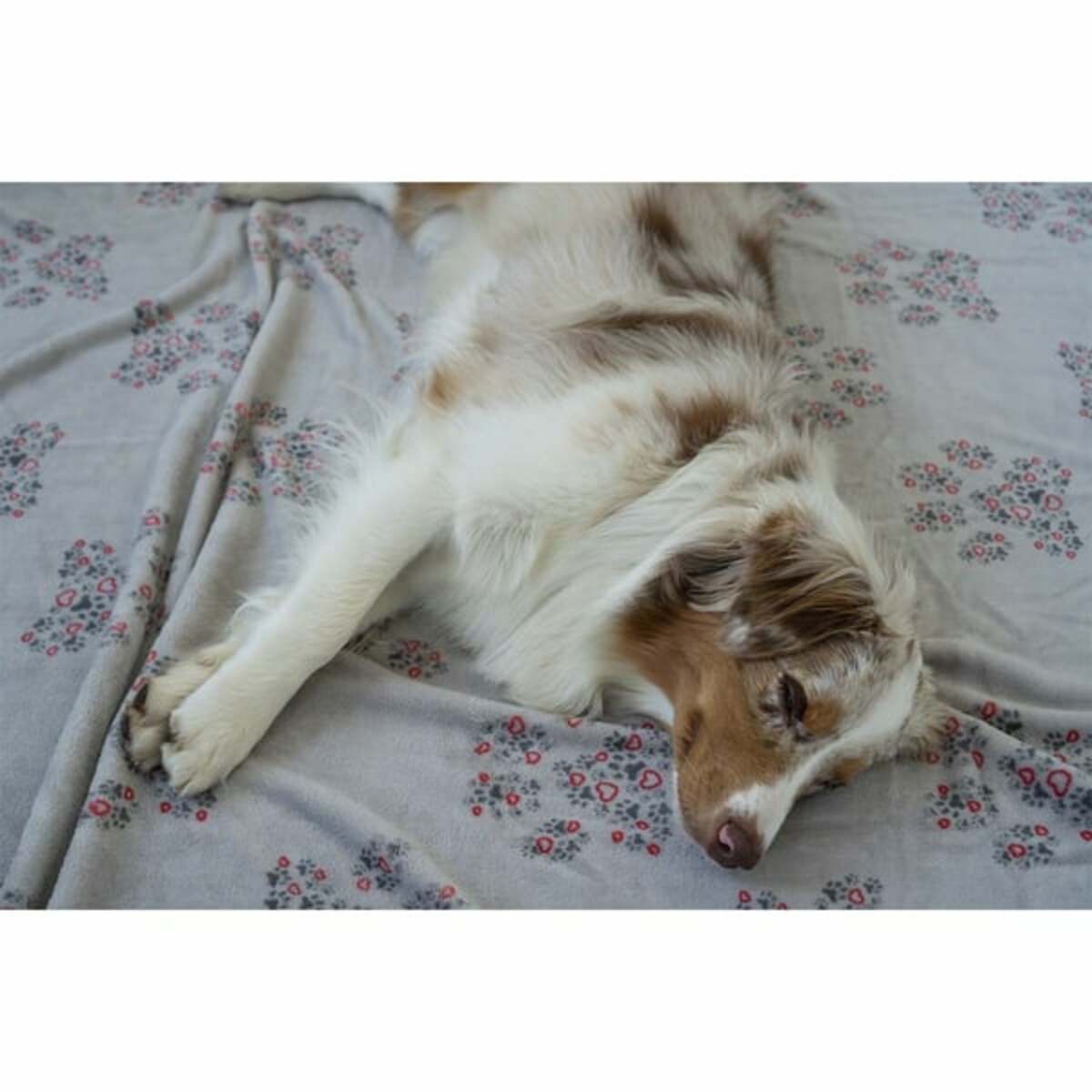 Bild 3 von ZooRoyal Kuscheldecke Tierliebe 125x150cm grau Pfote klein & Herz