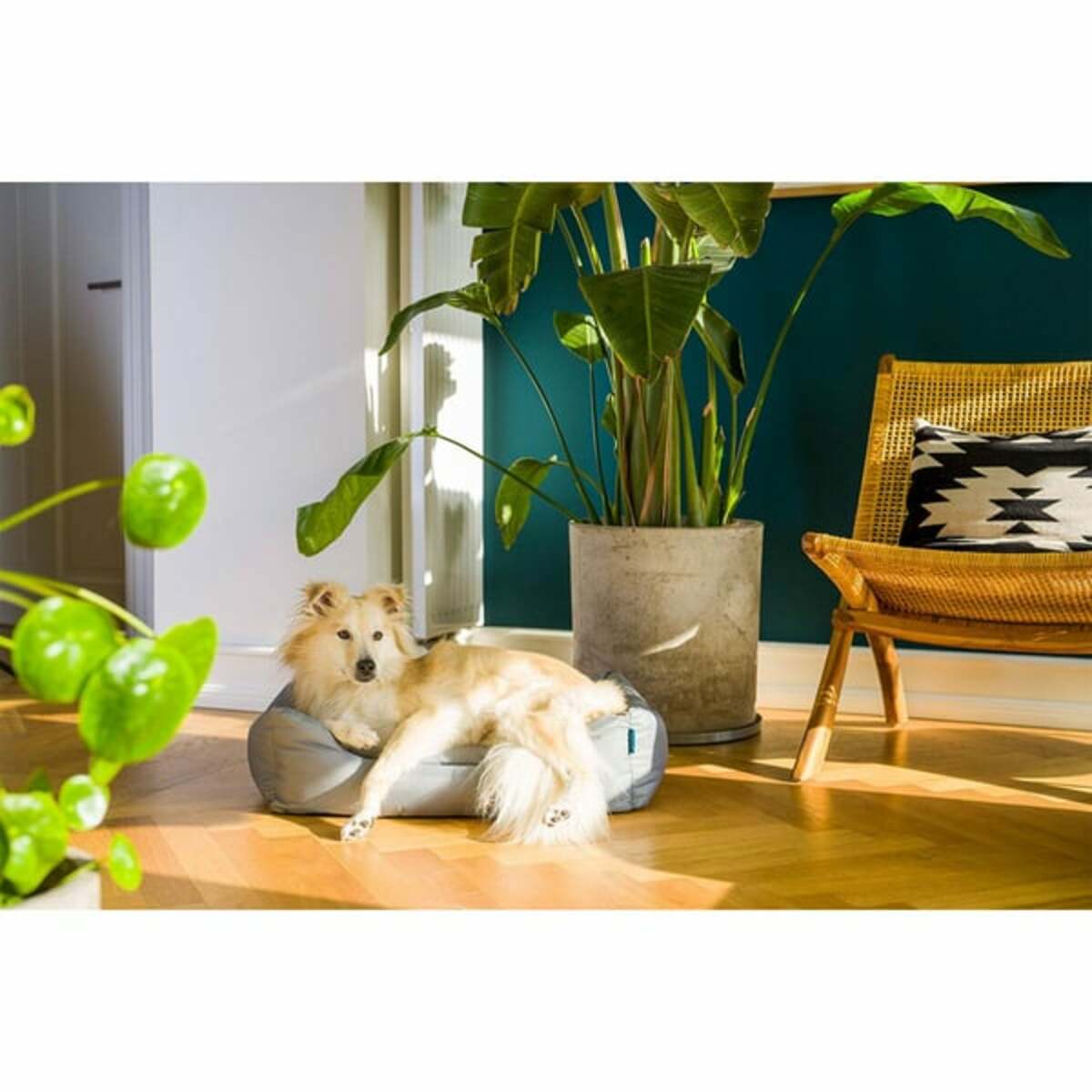 Bild 4 von ZooRoyal Outdoorbett Noah 65x50cm | Rückläufer