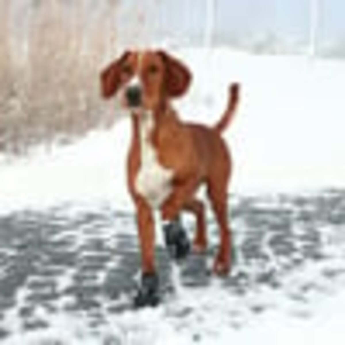 Bild 3 von Trixie Pfotenschutz Walker Active M-L