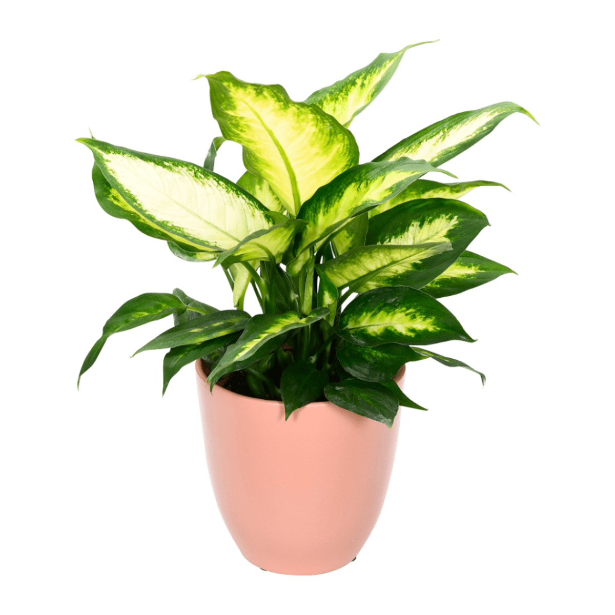 Bild 4 von GARDENLINE Exotische Pflanze