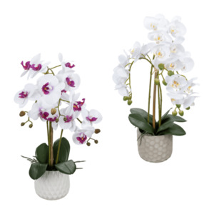 LIVING ART Naturgetreue Orchidee