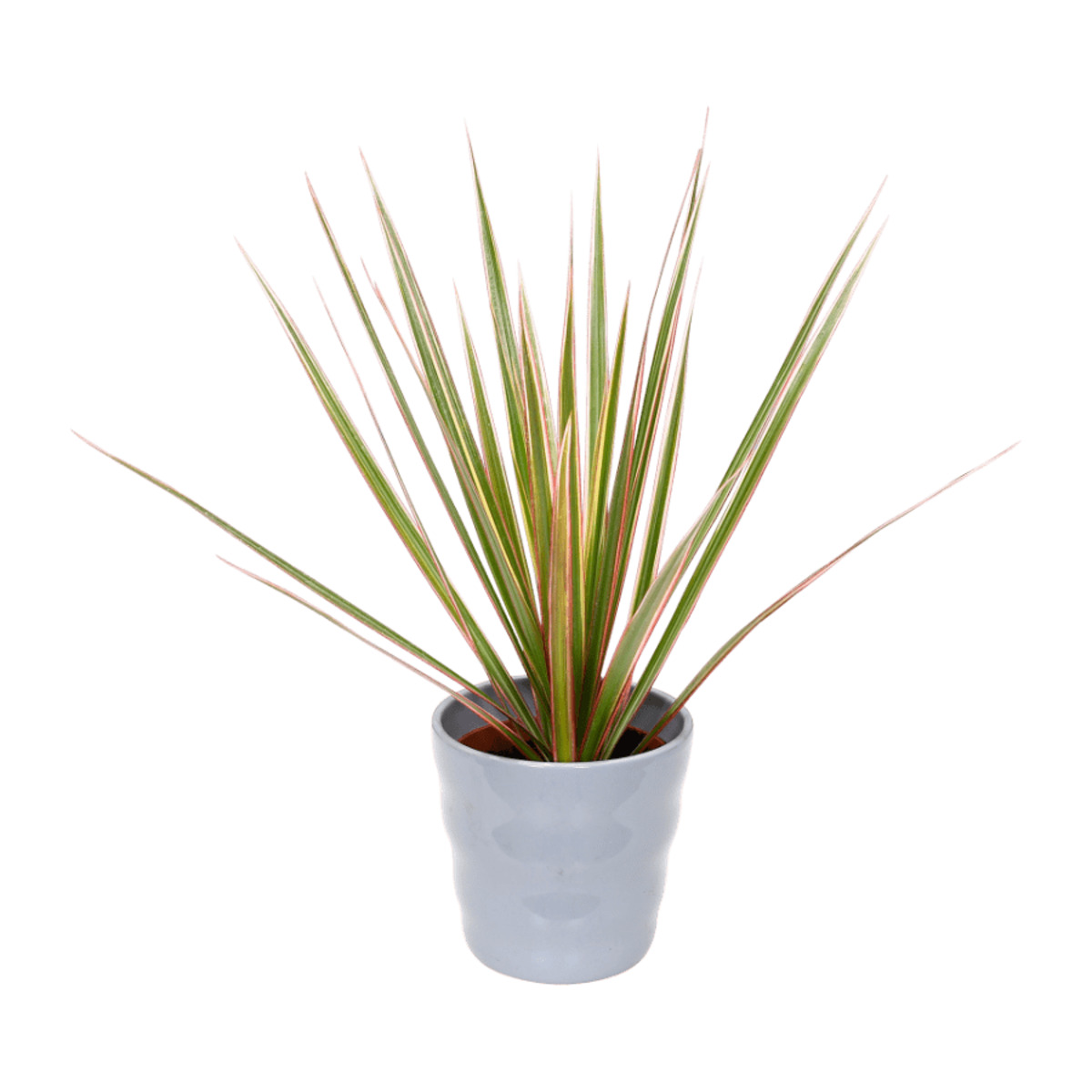 Bild 2 von GARDENLINE Exotische Pflanze