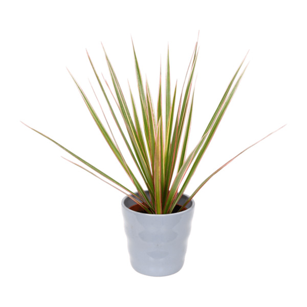 GARDENLINE Exotische Pflanze von ALDI Nord ansehen!