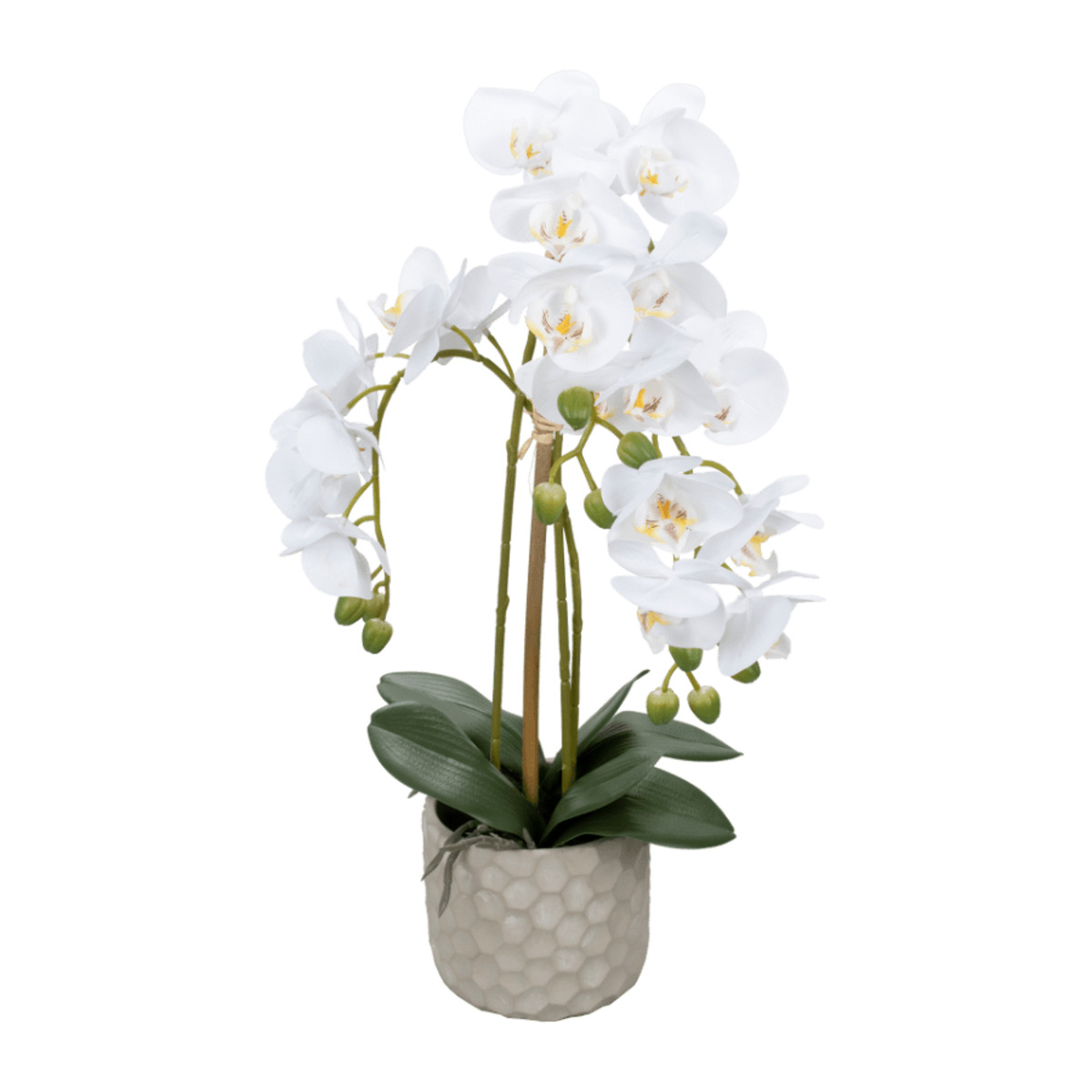 Bild 2 von LIVING ART Naturgetreue Orchidee