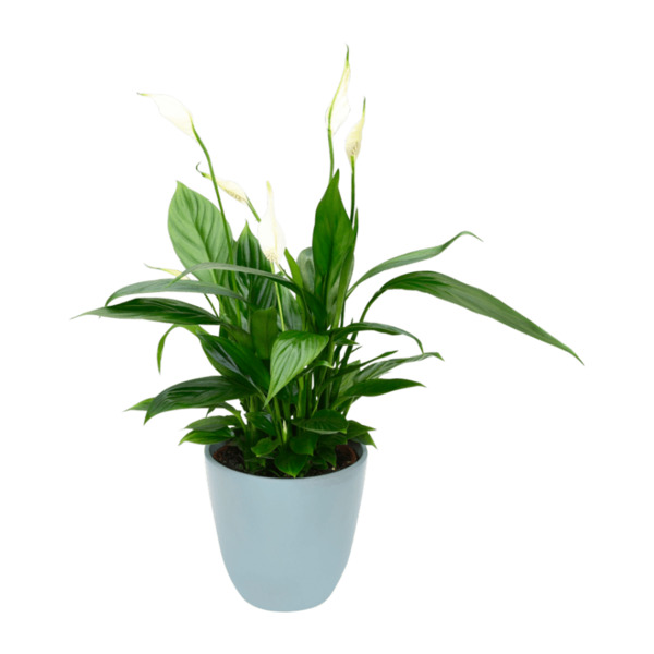 GARDENLINE Exotische Pflanze von ALDI Nord ansehen!