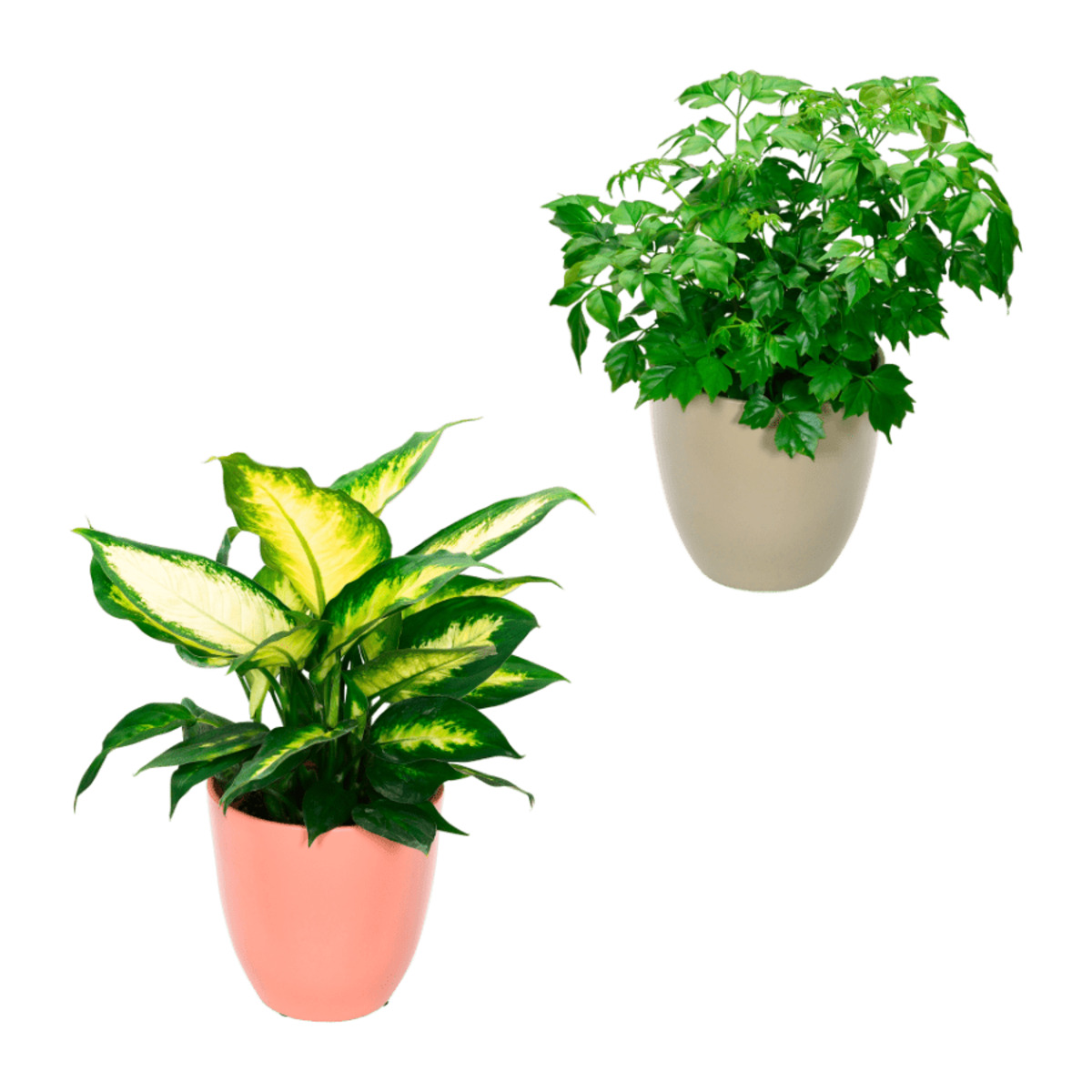 Bild 1 von GARDENLINE Exotische Pflanze