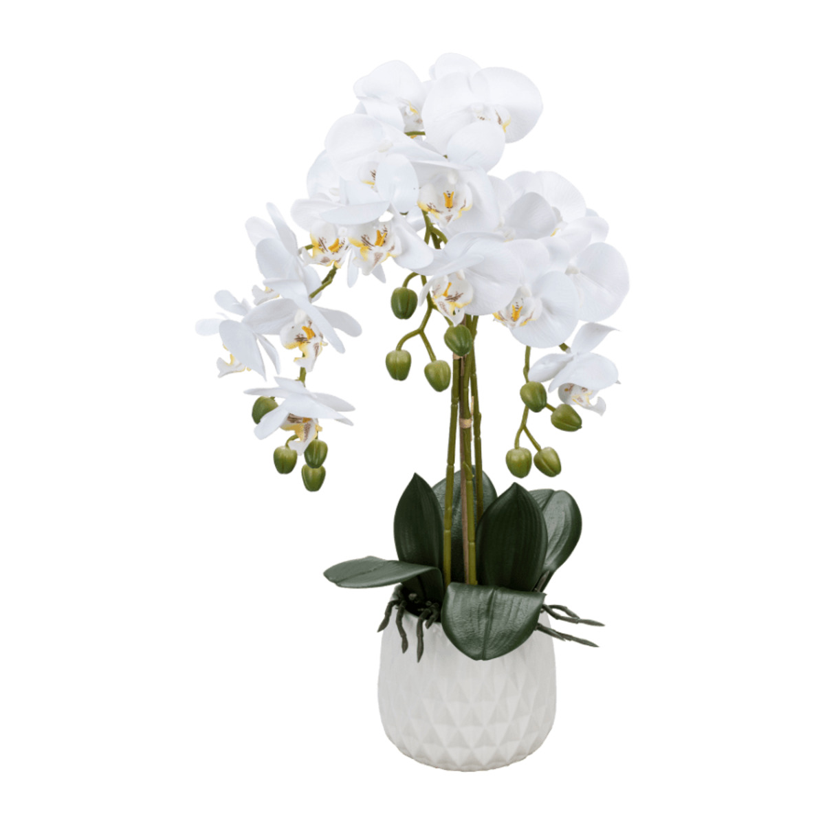 Bild 4 von LIVING ART Naturgetreue Orchidee