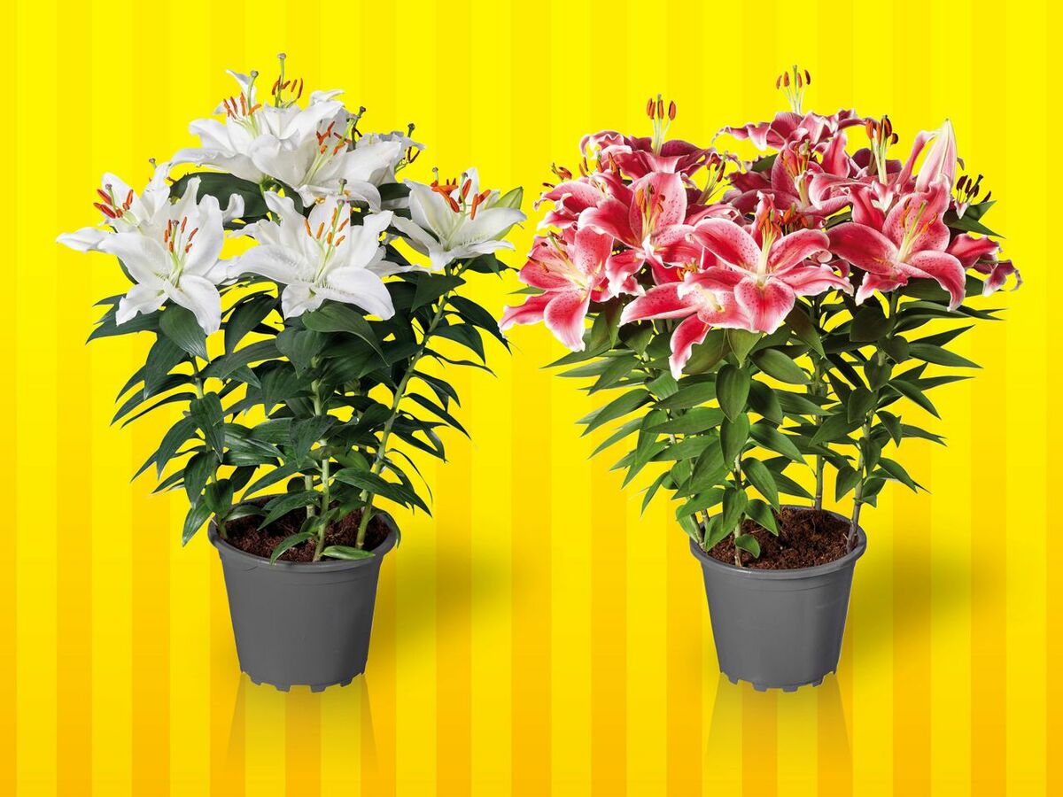 Bild 1 von Lilien orientalisch