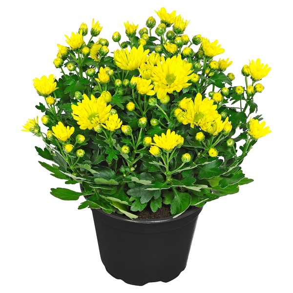GARDENLINE Chrysanthemen T12 von ALDI SÜD ansehen!
