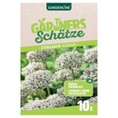 Bild 1 von GARDENLINE Allium-Zierlauch-Mischung