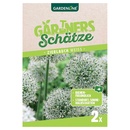 Bild 4 von GARDENLINE Allium-Zierlauch-Mischung