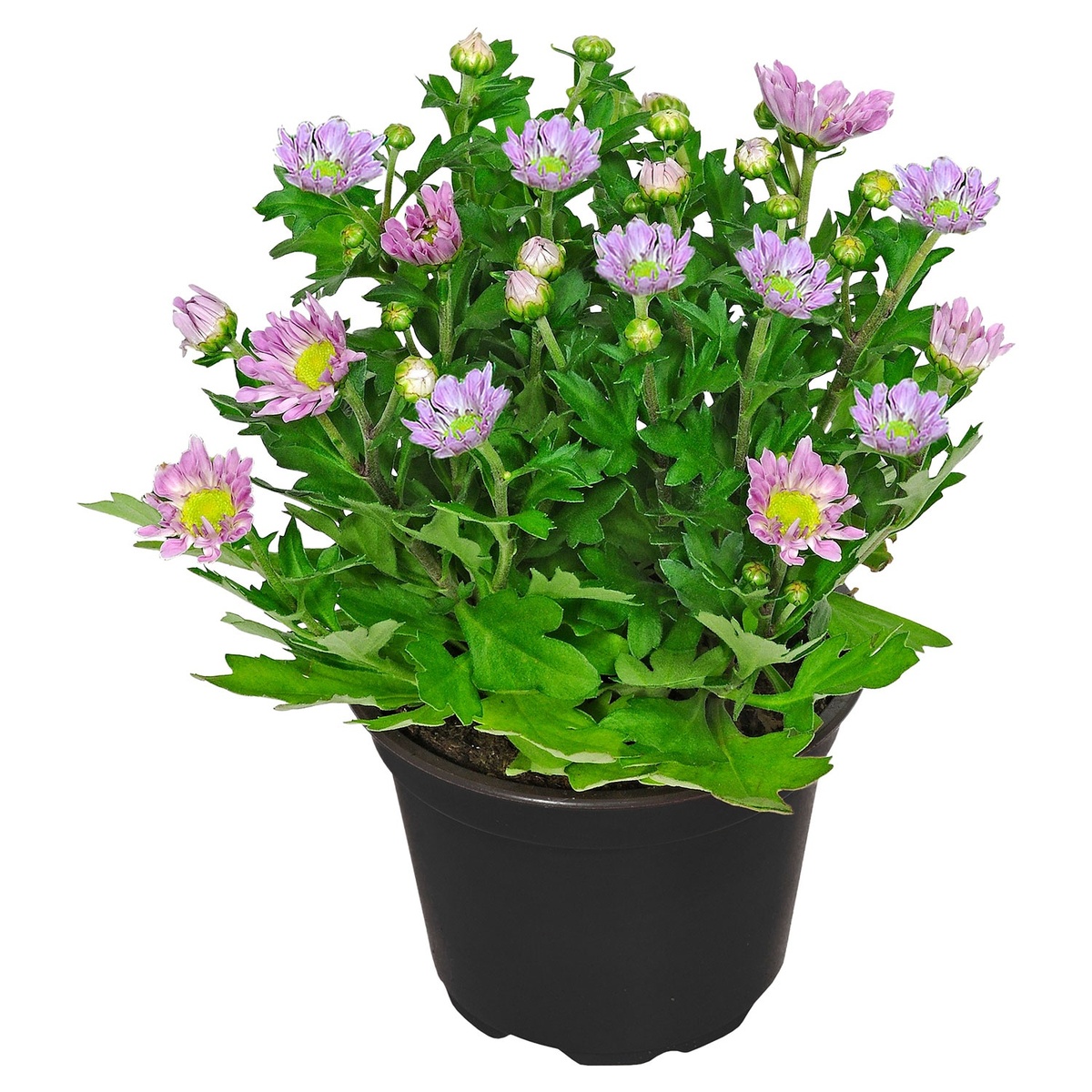 GARDENLINE Chrysanthemen T12 von ALDI SÜD ansehen!