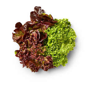 Dtsch. Multicolor-Salat