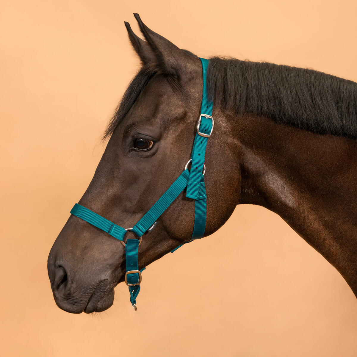 Bild 1 von Halfter Pferd/Pony - Schooling türkis