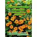 Bild 1 von Thunbergia alata, Schwarzäugige Susanne