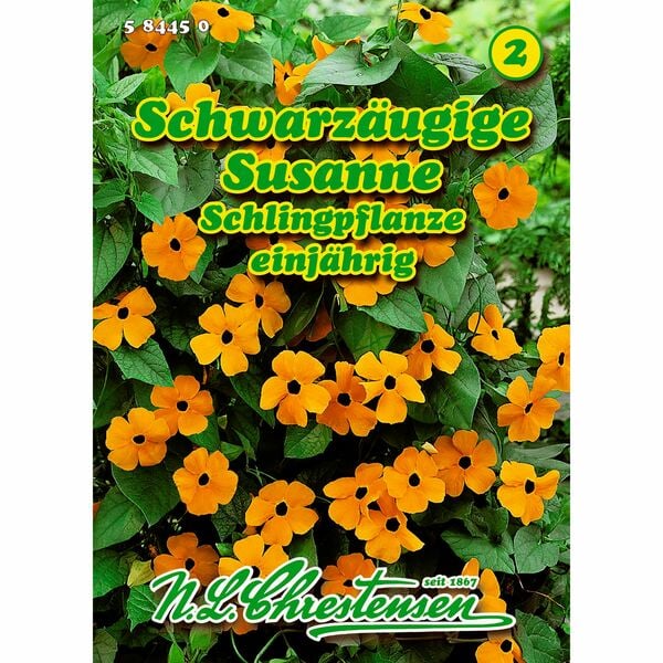 Bild 1 von Thunbergia alata, Schwarzäugige Susanne