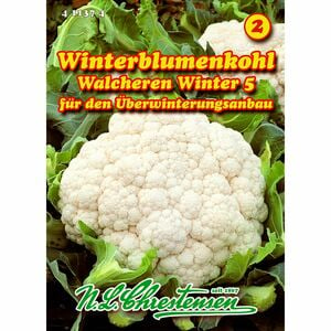 Blumenkohl, Walcheren Winter 5